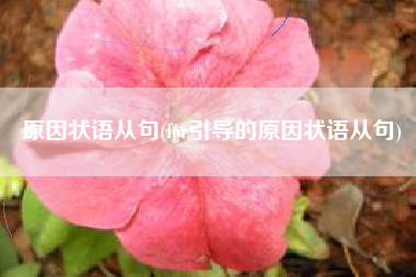 原因状语从句(for引导的原因状语从句)